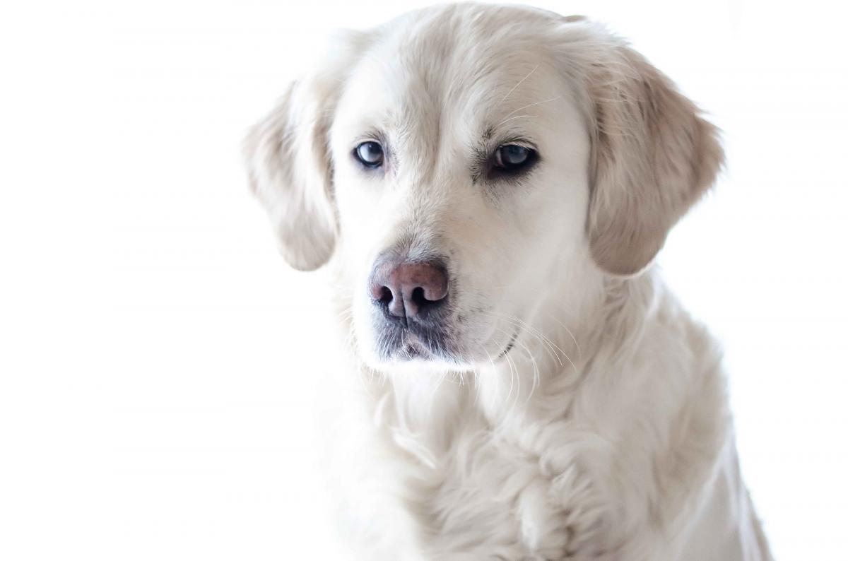 Castratie en sterilisatie voor honden