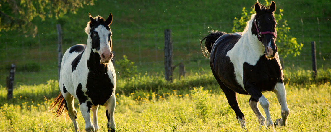 kreupelheid bij paarden