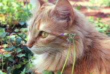 Castratie en sterilisatie bij katten